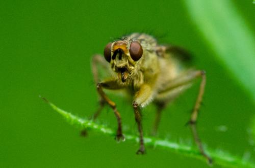 Scathophaga stercoraria